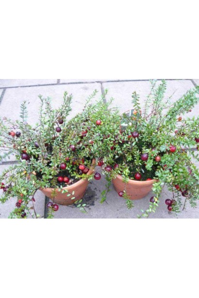 Саджанці Журавлини Пілігрім в горщику з ягодами