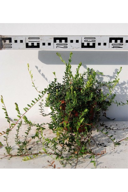 Журавлина великоплідна Пілігрім діаметр крони 35-45 см