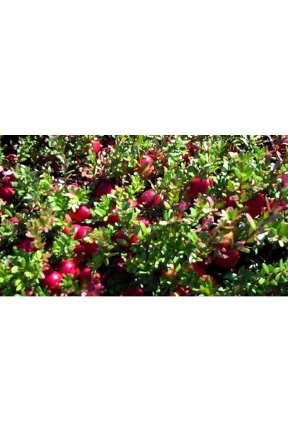 Журавлина великоплідна Пілігрім