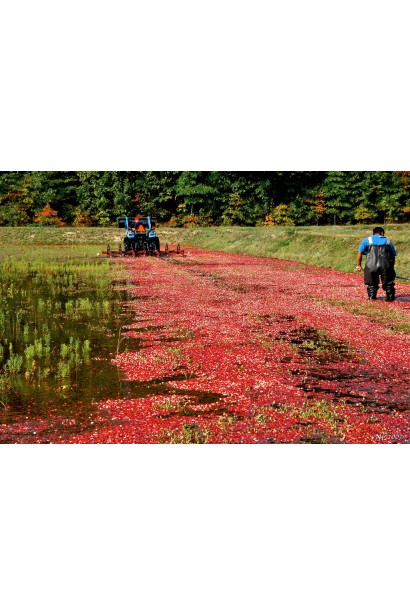 Журавлина американськаПілігрім збір врожаю на фермерському полі