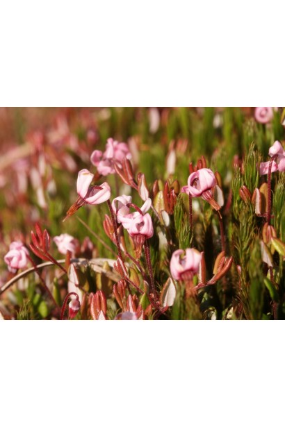 Світло-рожеві квіти журавлини Пілігрім