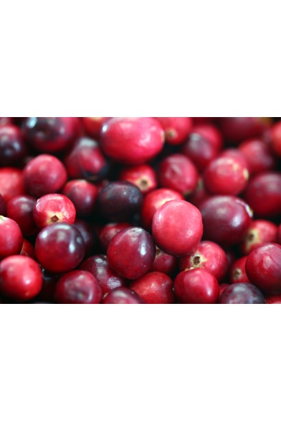 Журавлина Пілігрім круглі темно-червоні плоди з блакитним восковим налотом