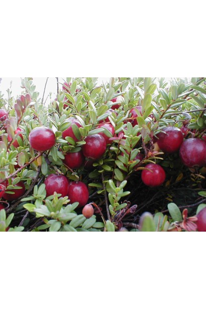 Журавлина великоплідна Pilgrim