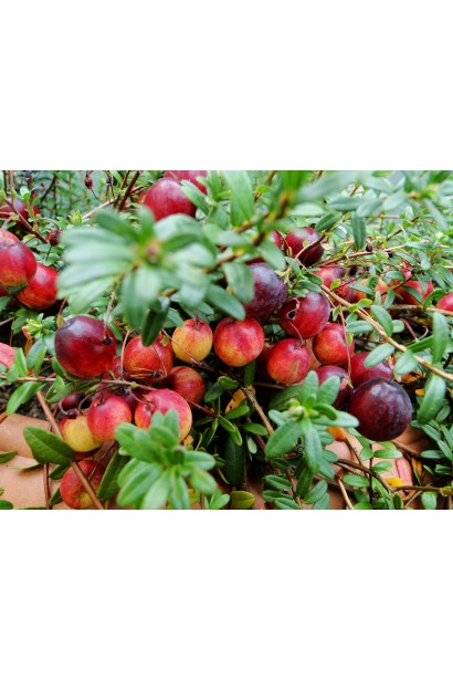 Журавлина американська ягоди Пілігрім