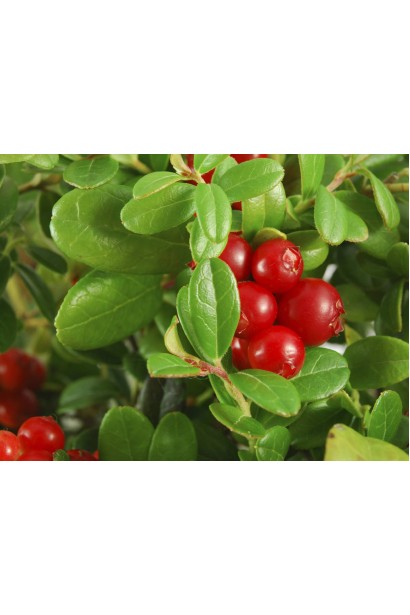 Журавлина Pilgrim зелене еліптичне листя та червоні круглі ягоди