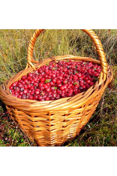 Журавлина Пілігрім кошик з ягодами