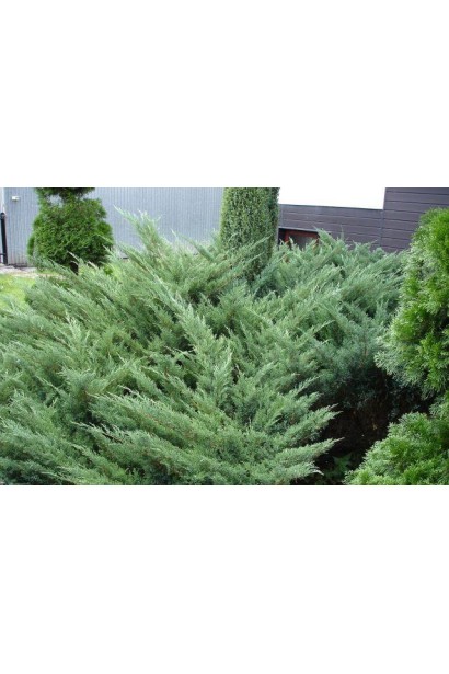 Можжевельник Blue Sparkle раскидистый хвойный куст со стелющимися побегами