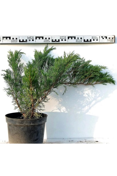 Можжевельник казацкий Blue Sparkle диаметр 60-70 см