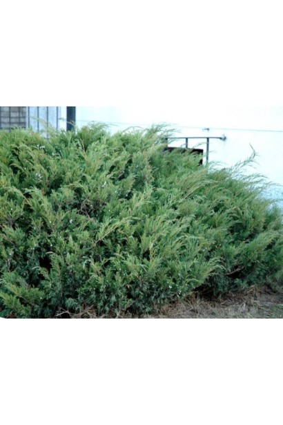 Juniperus sabina Blue Sparkle