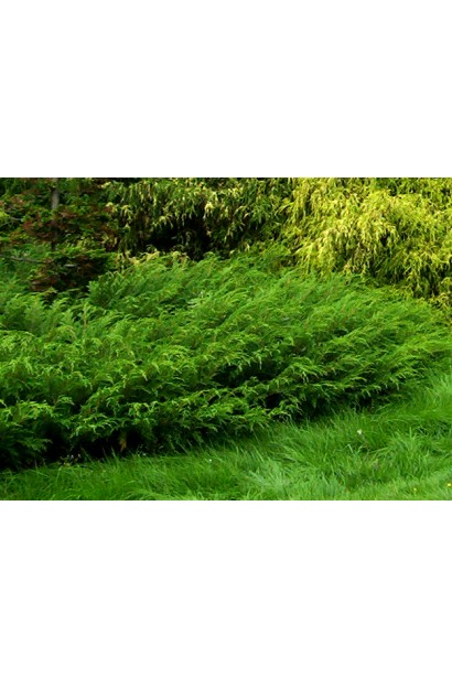 Можжевельник казацкий Блю Спаркл