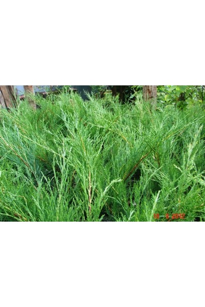 Можжевельник казацкий Блю Спакл