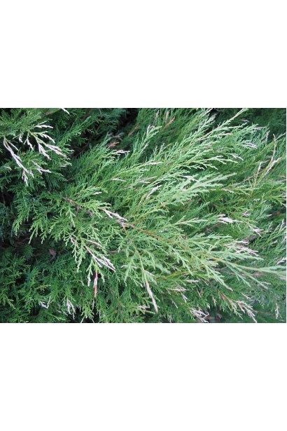 Зеленовато-голубая хвоя можжевельника Блю Спаркл