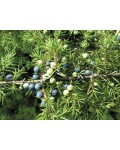 Можжевельник казацкий Блю Спаркл / Блю Спакл | Ялівець козацький Блю Спаркл / Блю Спакл | Juniperus sabina Blue Sparkle