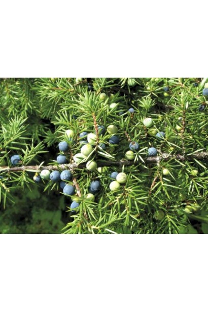 Серо-голубые шишки можжевельника Блю Спаркл