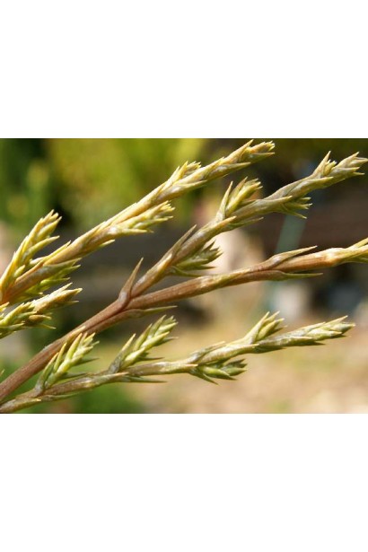 Можжевельник казацкий Блю Спаркл - хвоя в форме мелких иголок