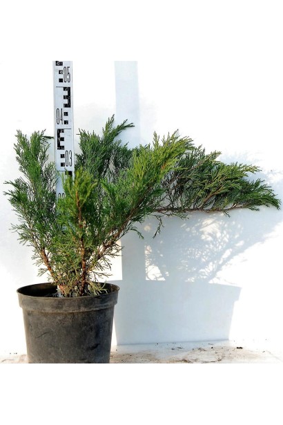 Можжевельник казацкий Blue Sparkle высота 30-40 см