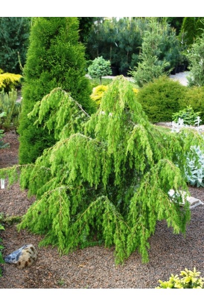 Ялівець звичайний Хорстманн