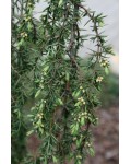 Ялівець звичайний Хорстманн | Можжвельник обыкновенный Хорстманн | Juniperus communis Horstmann