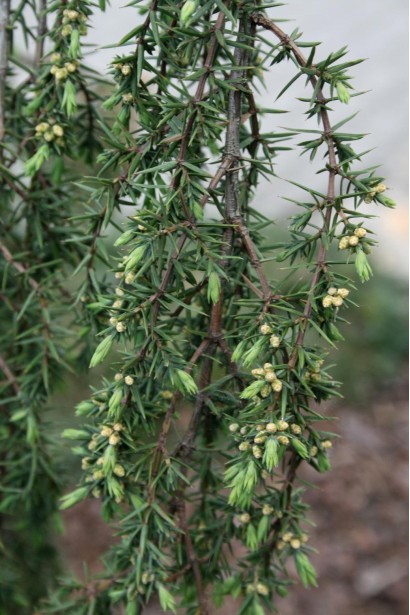 Ялівець Хорстманн темно-зелена дрібна хвоя