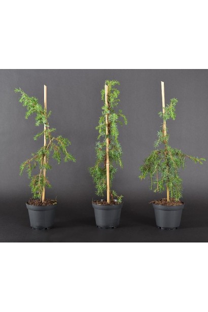 Ялівець звичайний Хорстманн саджанці на опорі в контейнерах 