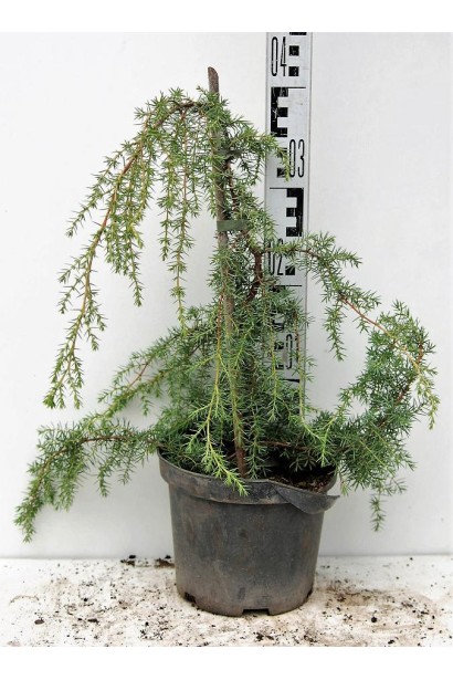 Ялівець звичайний Хорстманн саджанець 30-40 см