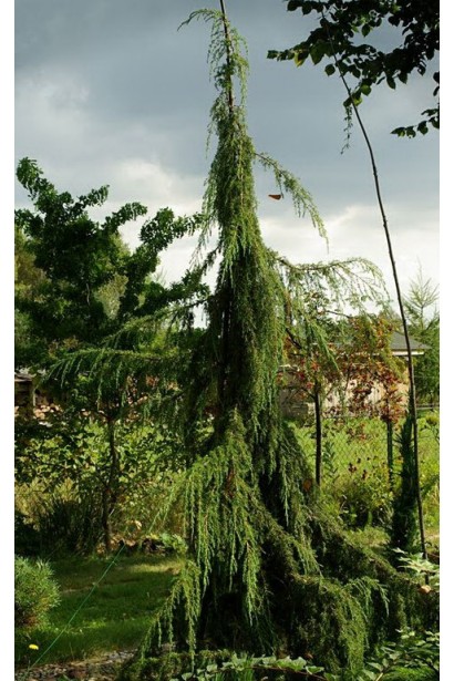 Ялівець звичайний Хорстманн хвойник з пониклими пагонами