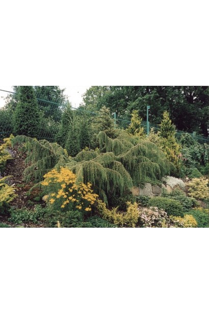 Ялівець звичайний Хорстманн в ландшафті