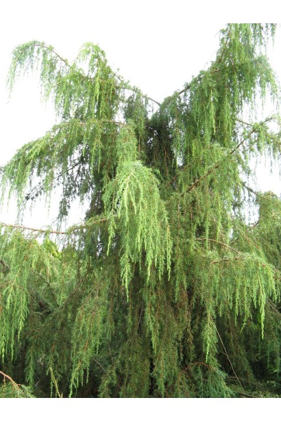 Яловець звичайний Хорстманн