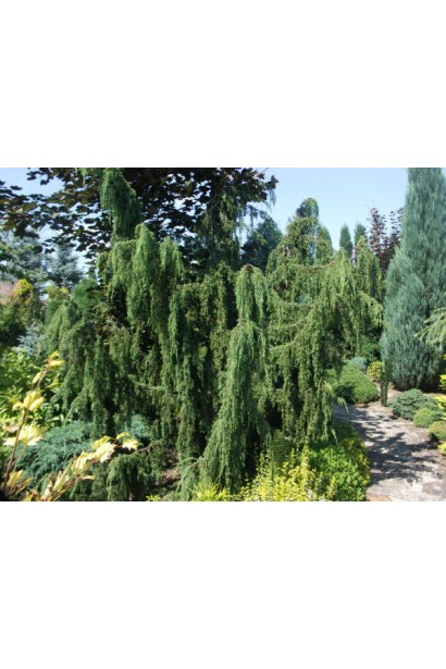 Ялівець плакучий Хорстманн