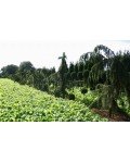 Ялівець звичайний Хорстманн | Можжвельник обыкновенный Хорстманн | Juniperus communis Horstmann