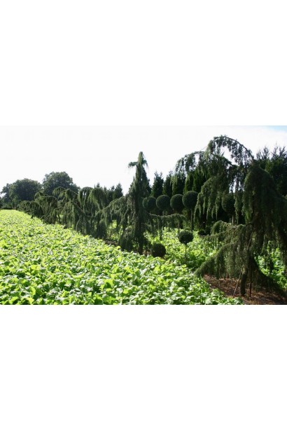 Ялівець Хорстманн химерна плакуча форма крони