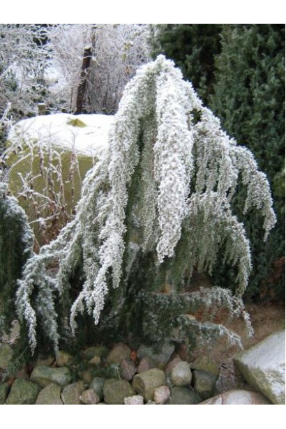 Ялівець Хорстманн хвойний кущ взимку