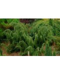 Можжвельник обыкновенный Хорстманн | Ялівець звичайний Хорстманн | Juniperus communis Horstmann