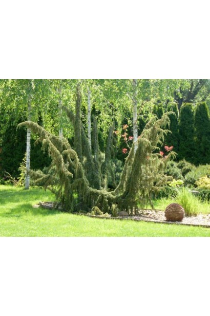 Ялівець звичайний Horstmann містичний сорт 