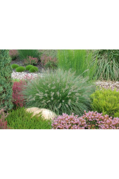 Пеннісетум / Пір’ястощетинник лисохвостовидний Хамельн