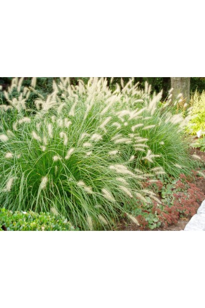 Пір’ястощетинник "Хамельн" — чудовий акцент у саду