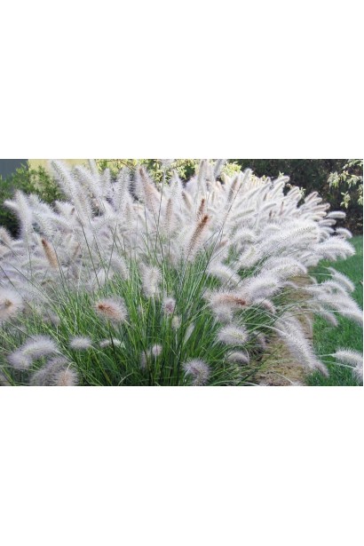 Пеннісетум лисохвостый / Пір`ястощетинник Хамельн