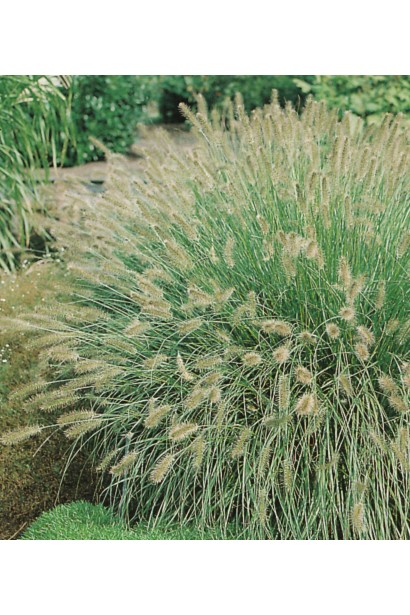 Пеннісетум / Пір`ястощетинник лисохвостовидний Хамельн