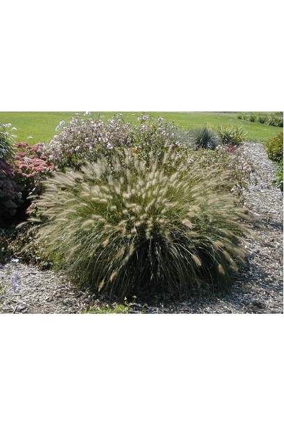 Легкі та елегантні колоски пір’ястощетинника "Хамельн"