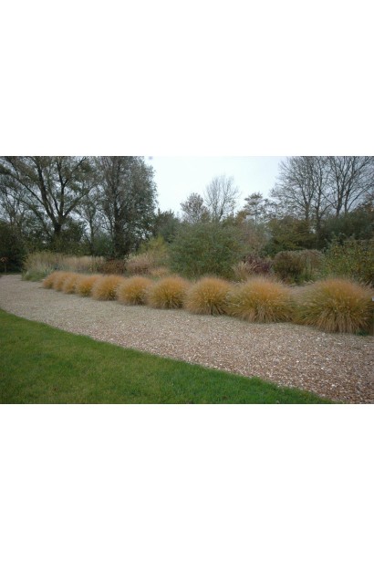 Трав’янистий багаторічник "Хамельн" ідеально підходить для декоративних садів