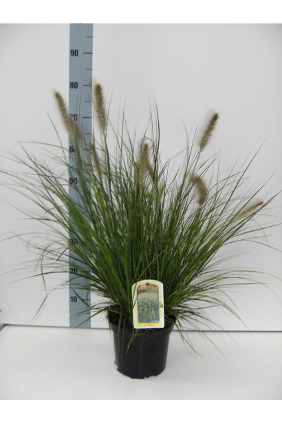 Pennisetum alopecuroides Hameln
