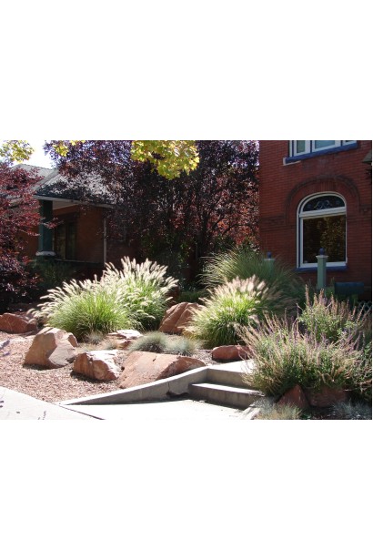 Пір’ястощетинник "Хамельн" додає руху і текстури в ландшафт