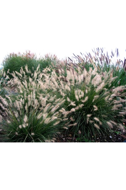 Пір’ястощетинник "Хамельн" додає легкості і вишуканості кожному саду