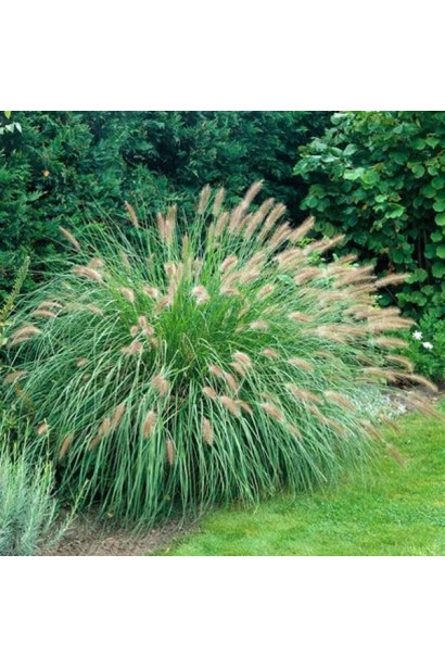 Зелена хвиля з пір’ястощетинника "Хамельн" — стильний елемент у вашому саду.