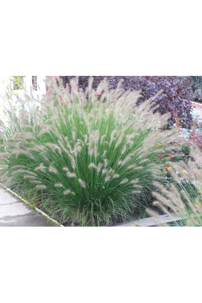 Трав’янистий акцеТравянистый акцент для клумб и альпинариев — перистощетинник "Хамельн"нт для клумб та альпінаріїв — пір’ястощетинник "Хамельн"