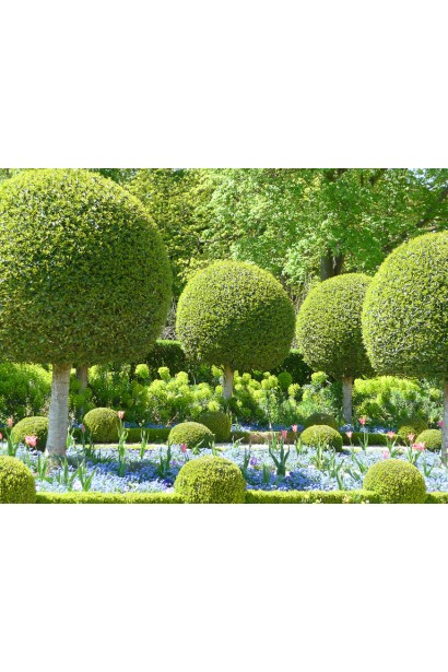 Самшит вечнозеленый – сферическая крона на штамбе.