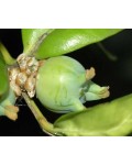 Самшит вічнозелений КУЛЯ на штамбі | Buxus sempervirens ball on shtambe | Самшит вечнозелёный ШАР на штамбе