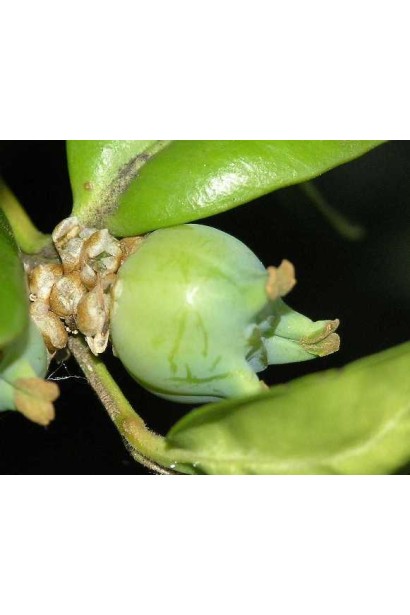 Плоды самшита вечнозеленого