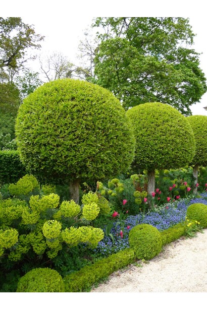 Buxus sempervirens ball on shtambe – зеленый акцент