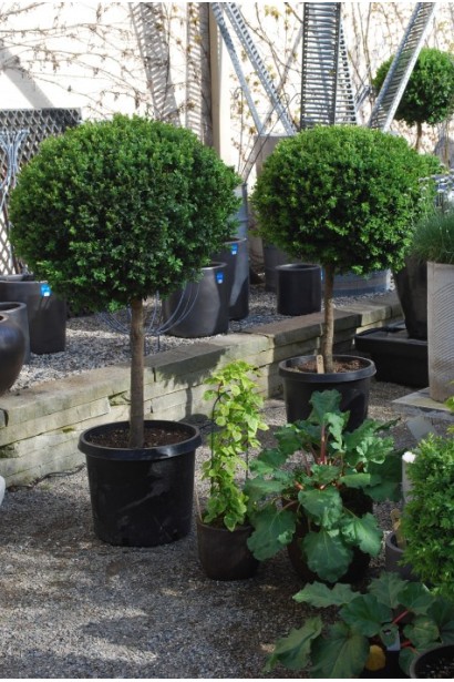 Шаровидный самшит на штамбе – декоративный элемент